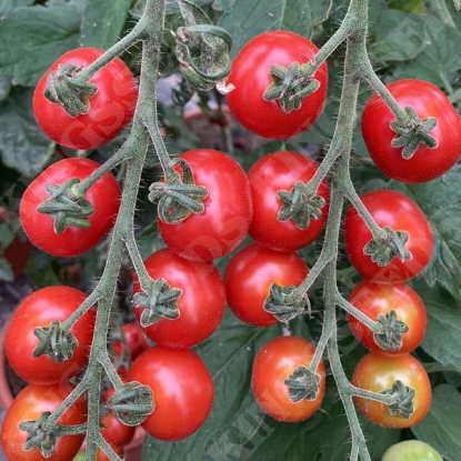 Picture of Tomato Carol Passion F1